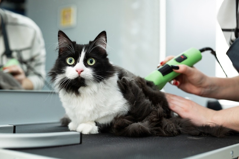 How to Shave a Cat’s Bum: 7 Vet-Approved Steps