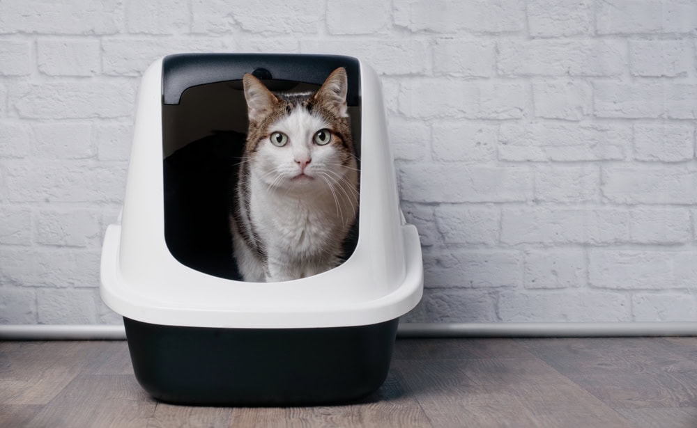 10 Best Cat Litters in 2026 - Reviews & Top Picks