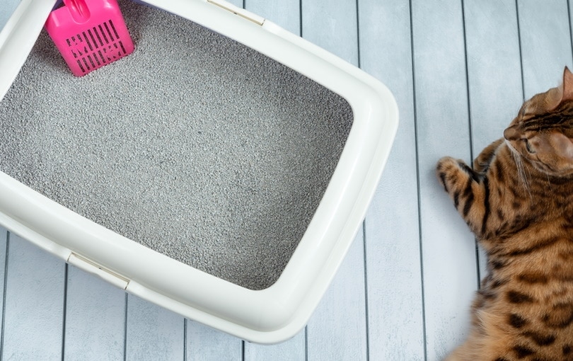 11 Best Cat Litter Deodorizers - 2026 Reviews & Top Picks