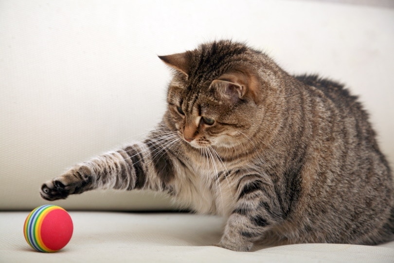 12 DIY Cat Enrichment Ideas to Try Today (With Pictures)