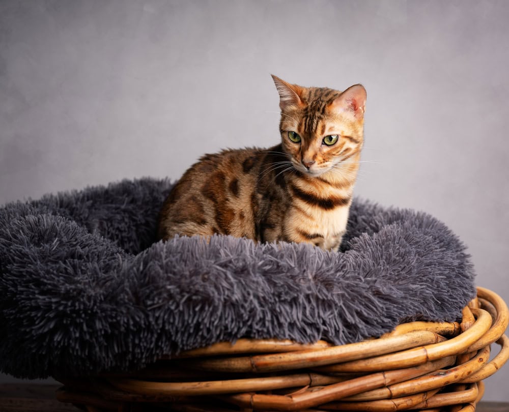 8 Best Elevated Cat Beds – 2026 Reviews & Top Picks