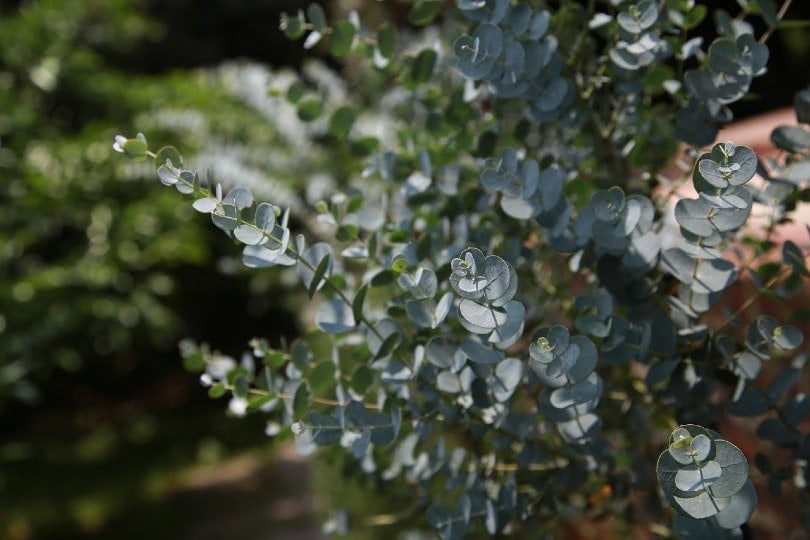 Is Eucalyptus Poisonous to Cats? Vet-Reviewed Facts to Keep Your Cats Safe
