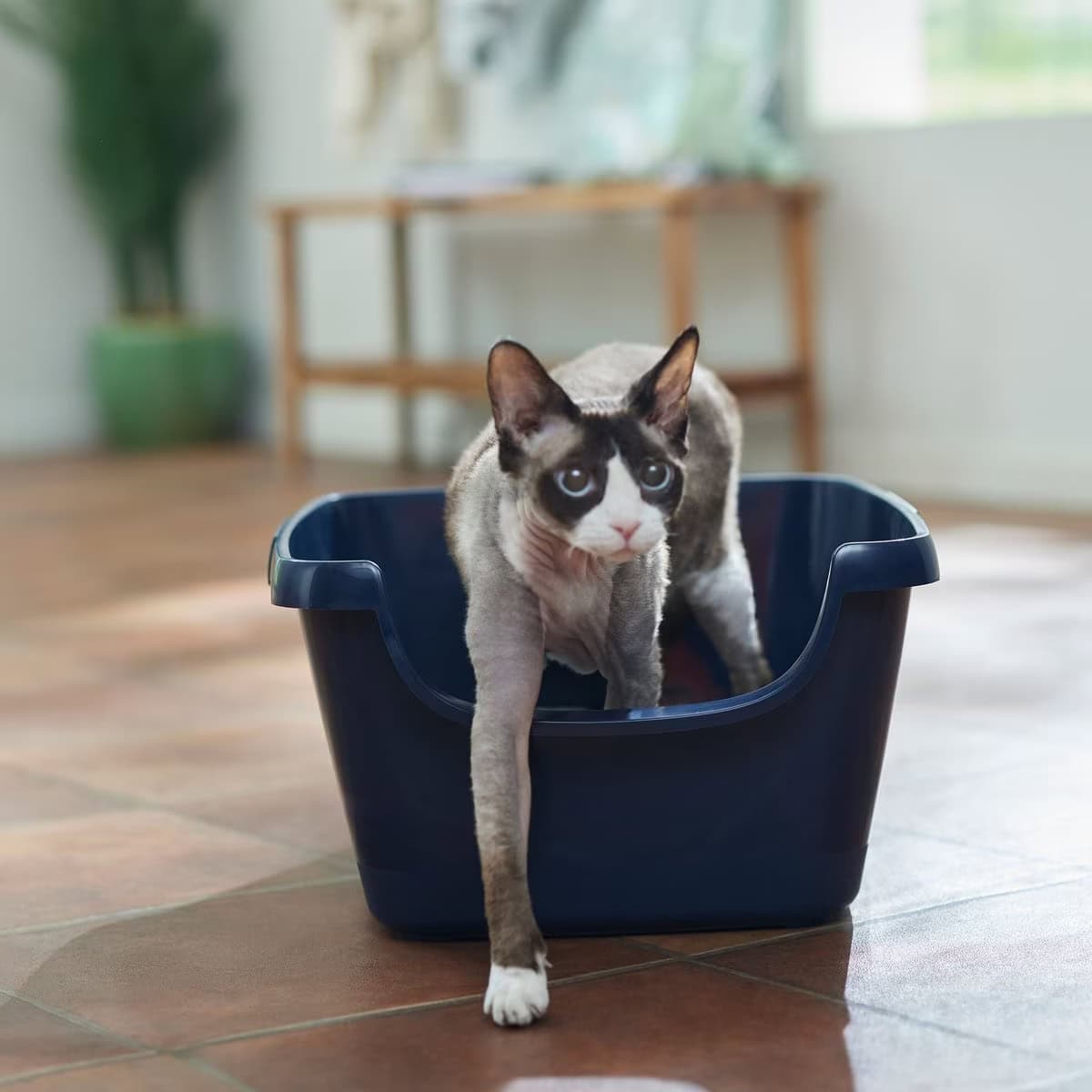 Frisco High Sided Cat Litter Box new