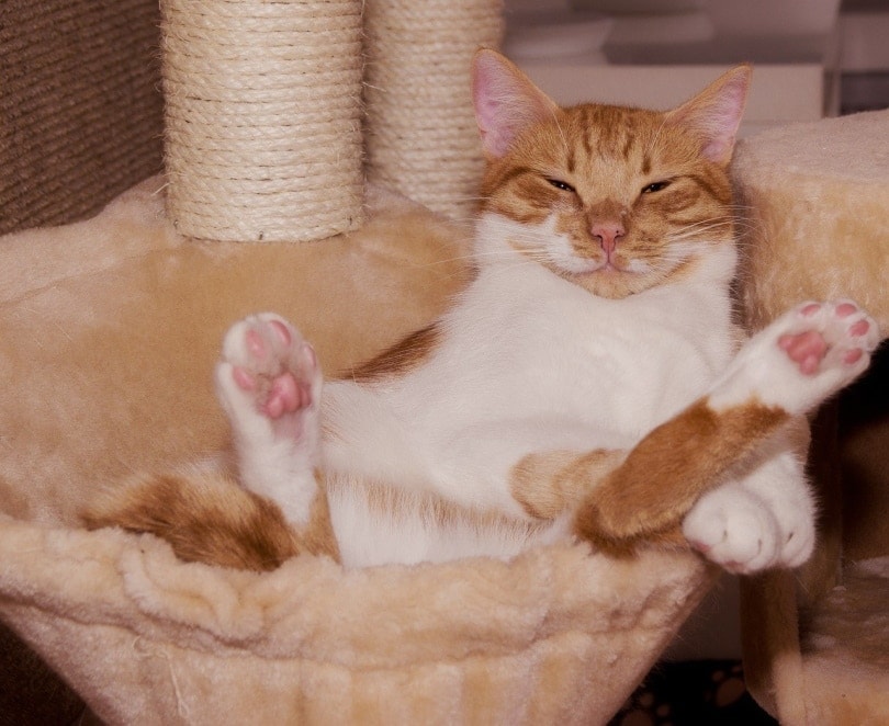 19 DIY Cat Tree Plans You Can Build Today (With Pictures)