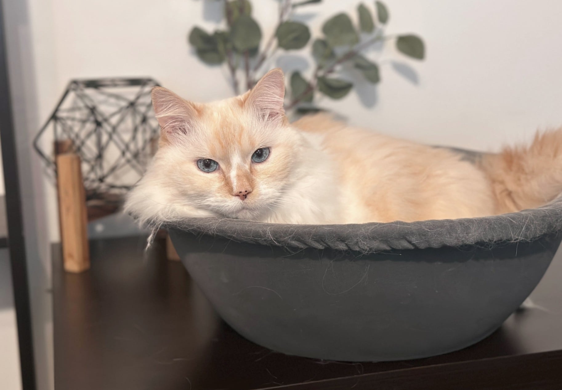 7 Best Outdoor Cat Beds - 2026 Reviews & Top Picks