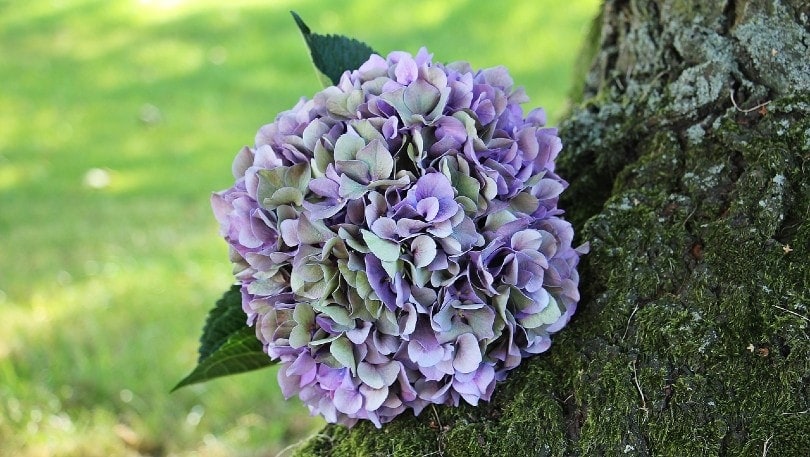 Are Hydrangeas Poisonous to Cats? Vet-Reviewed Safety Facts