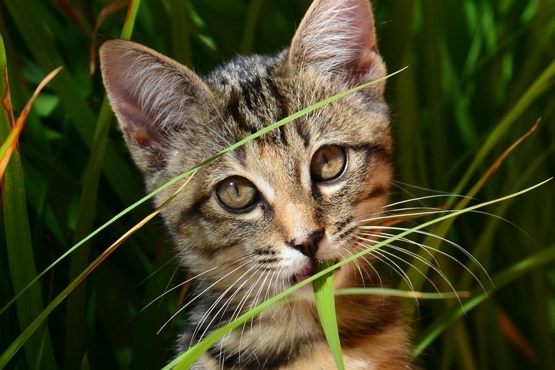 Why Do Cats Eat Plants? Feline Behavior Explained (Vet Answer)