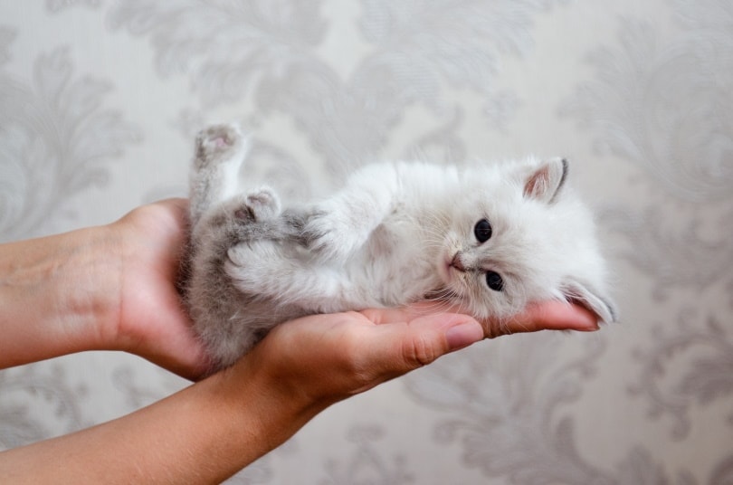 Choosing the Right Kitten: 3 Things to Know & Look For (Vet Reviewed)
