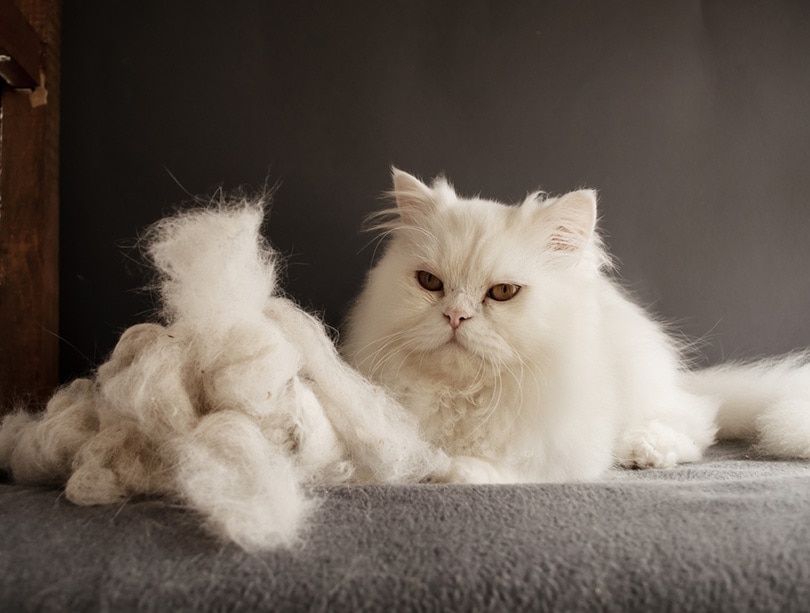 Do Persian Cats Shed? Breed Characteristics & Care Tips