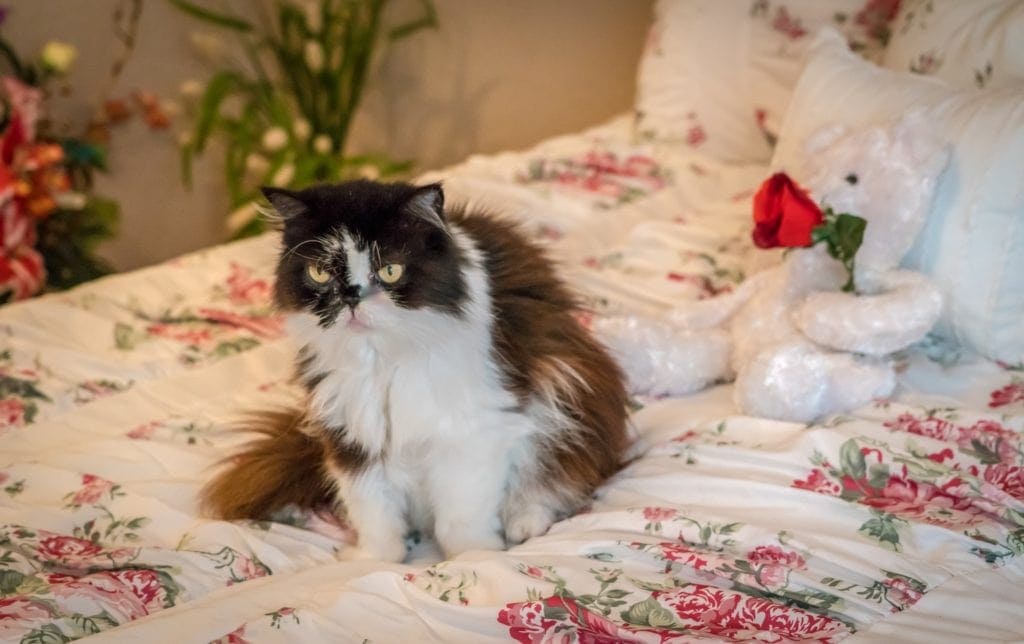 When Is a Cat Considered a Senior? Vet-Approved Explanation