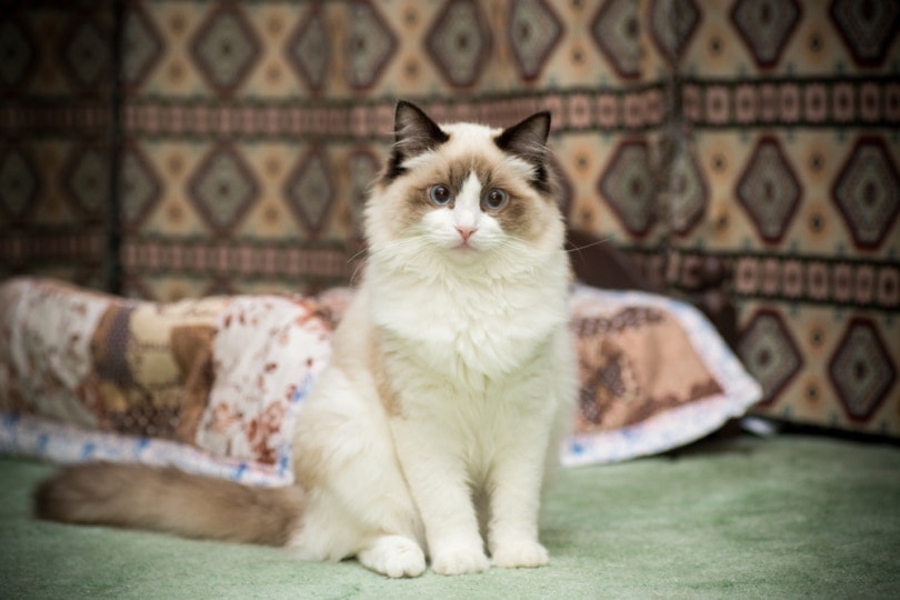 11 Types of Grey and White Cat Breeds: Info, Pictures, Facts & History