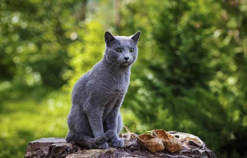 12 Surprising Russian Blue Cat Facts: Origins, Traits & Behaviors