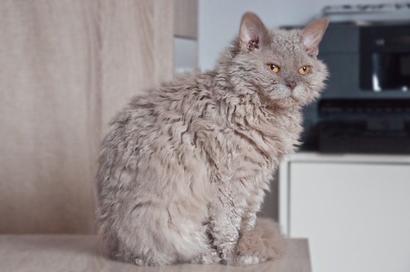 How to Keep Your Cat Off the Counters: 6 Ways That Work