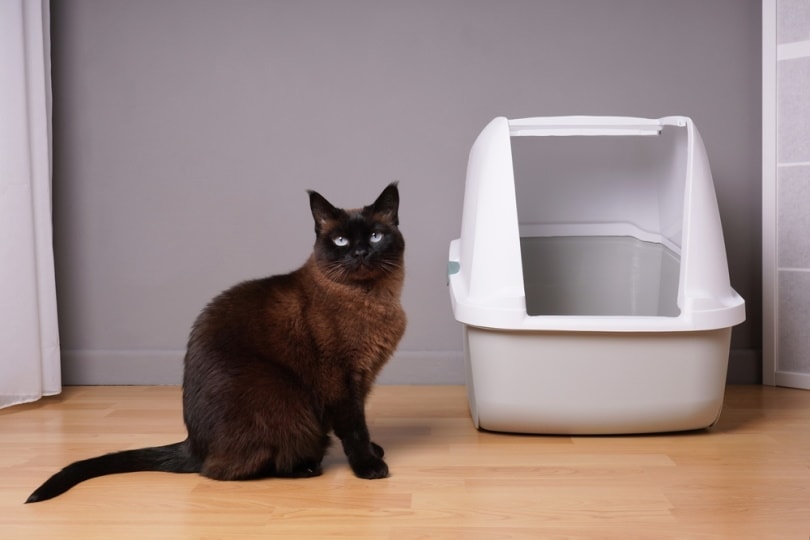 How to Litter Box Train an Older Cat: 5 Expert Tips