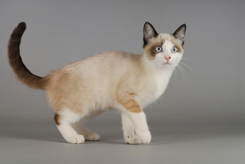 Are Snowshoe Cats Hypoallergenic? Vet-Approved Facts & FAQ