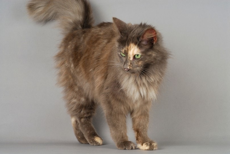 Turkish Angora Cat Grooming: Vet-Approved Step-by-Step Guide