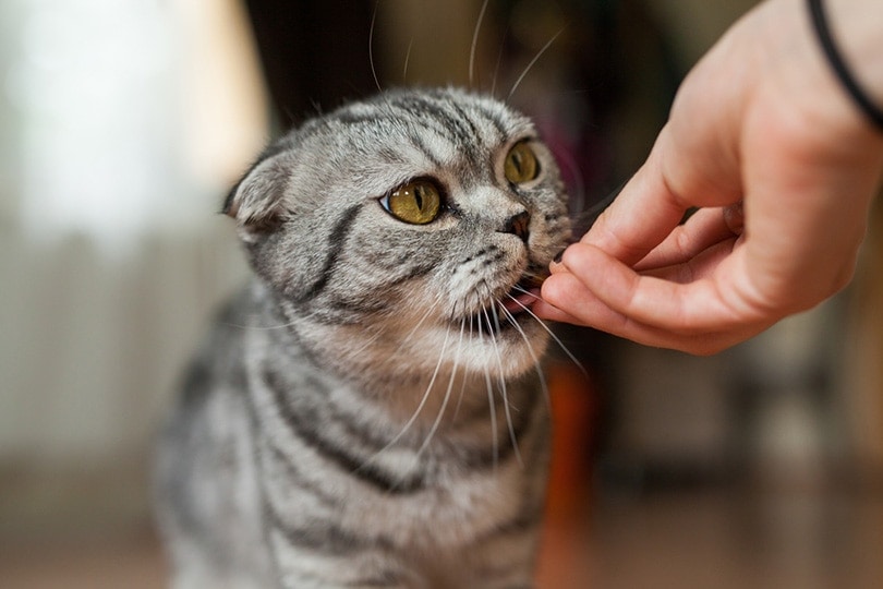 Homemade Pill Pockets for Cats: 4 Vet-Approved & Practical Recipes