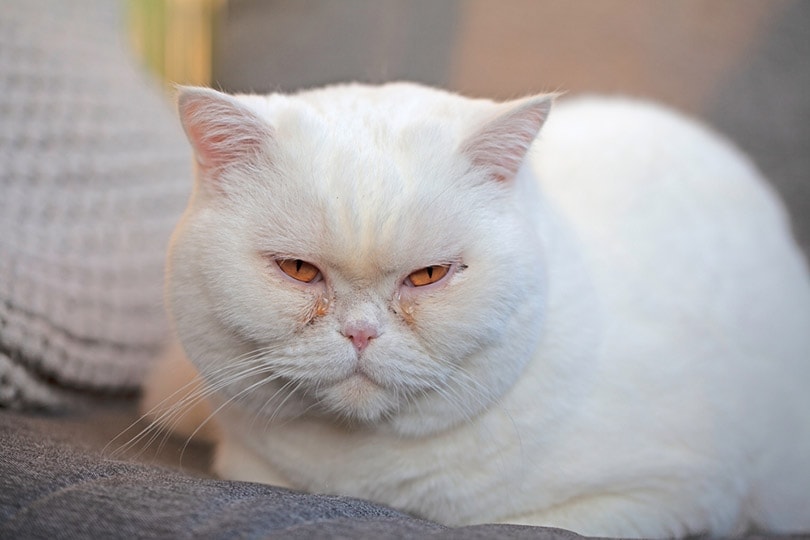Why Are My Cat’s Eyes Watering? 7 Possible Reasons