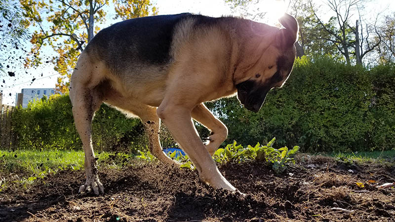 Why Do Dogs Bury Bones? Vet-Approved Facts & FAQ