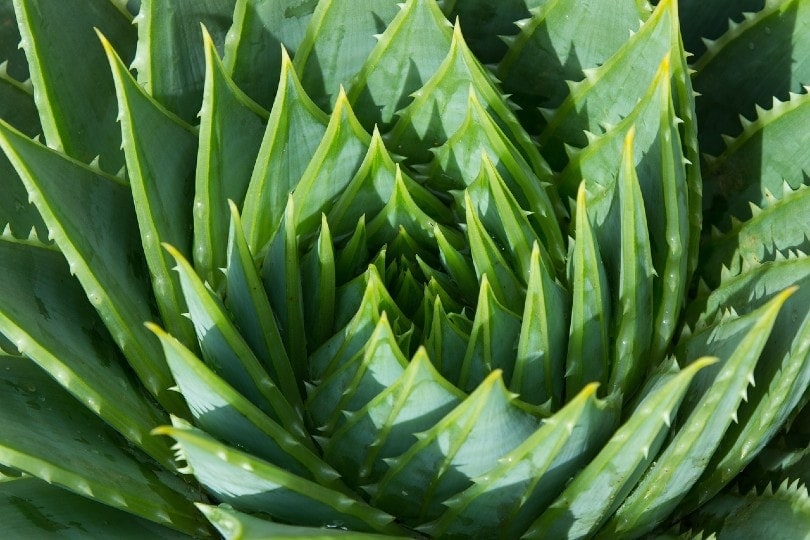 aloe vera plant