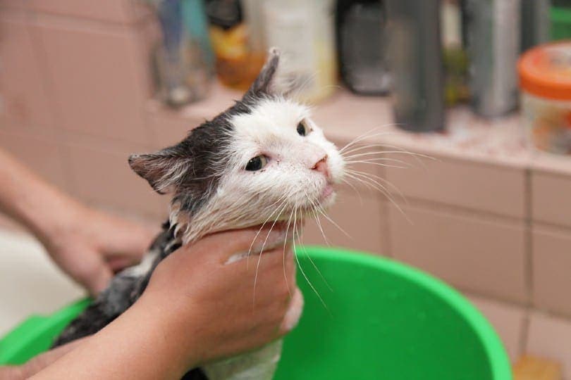 How To Calm a Cat for a Bath: 10 Vet-Approved Ways