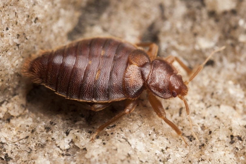 Do Bed Bugs Bite Cats? Science-Based Facts & FAQ