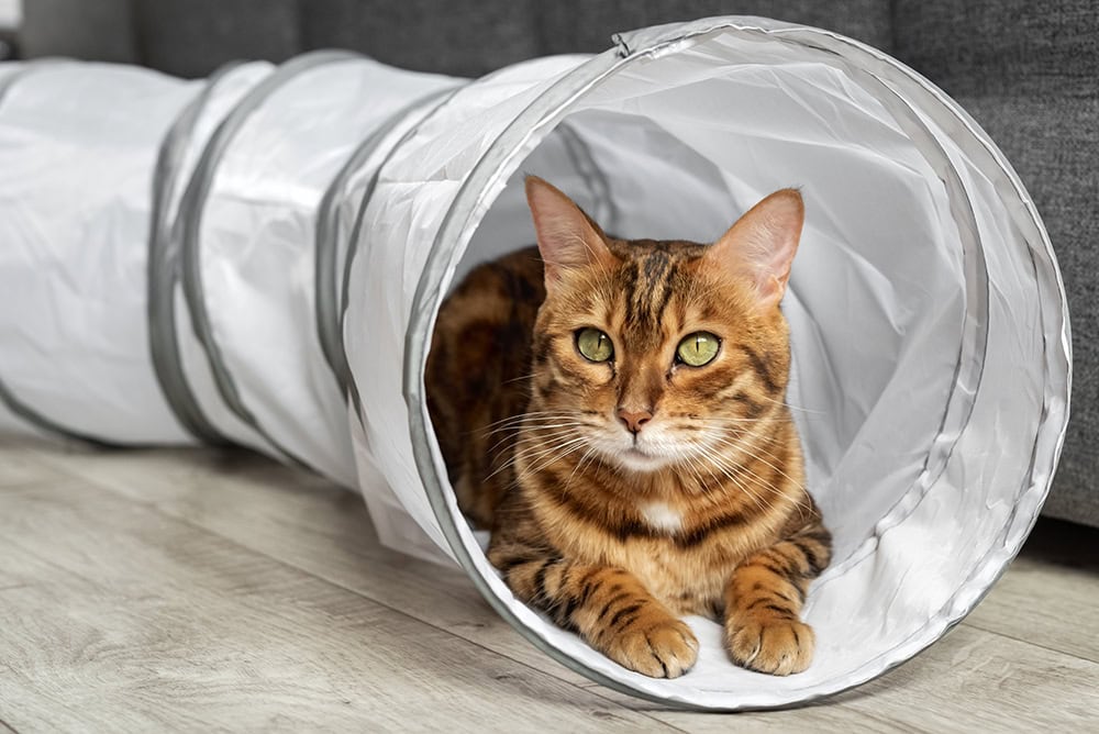 8 Best Cat Tunnels - 2026 Reviews and Top Picks