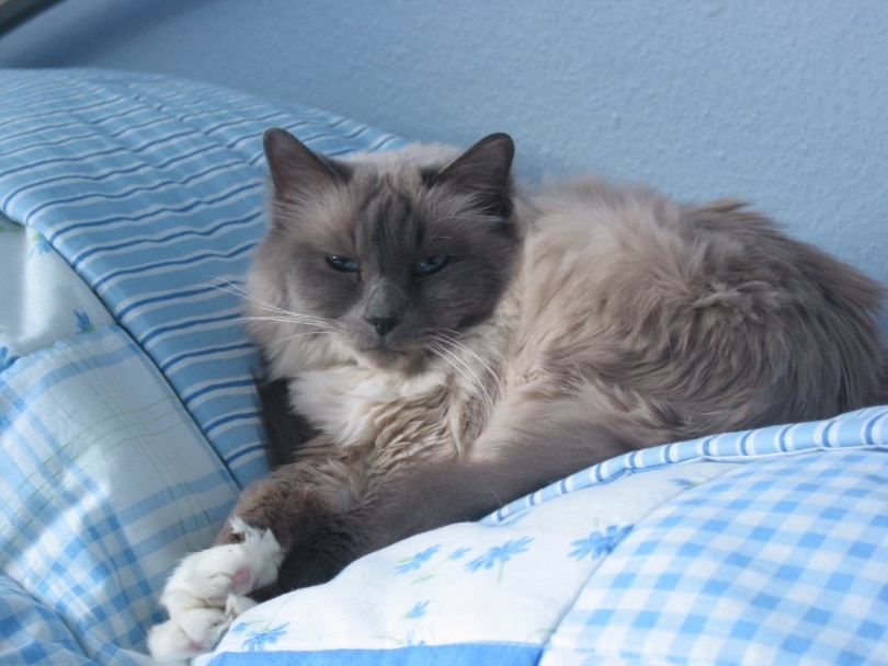 birman cat lying