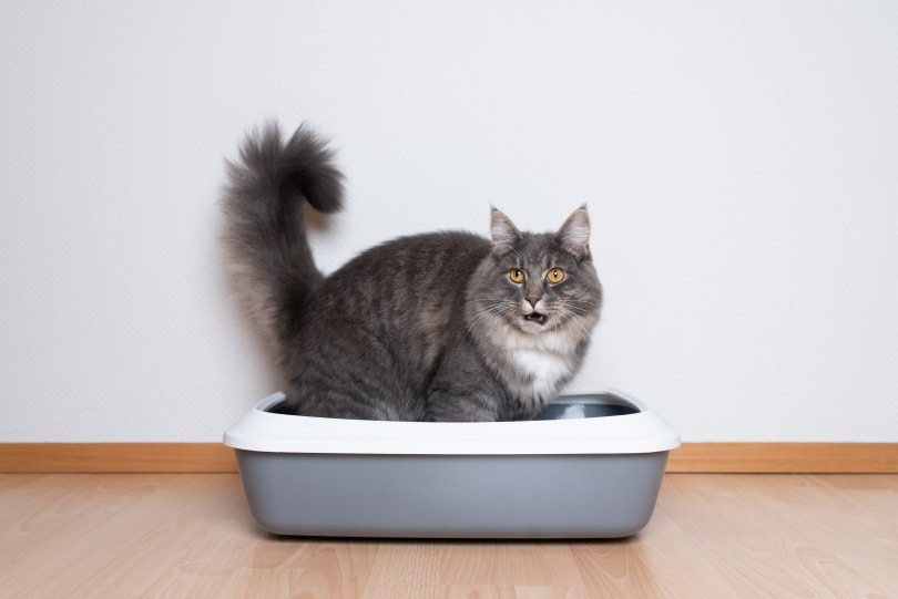 Why Do Cats Meow Before They Poop? 4 Vet-Reviewed Reasons