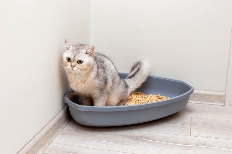 How Often Do Cats Pee? Understanding What is Normal (Vet Answer)