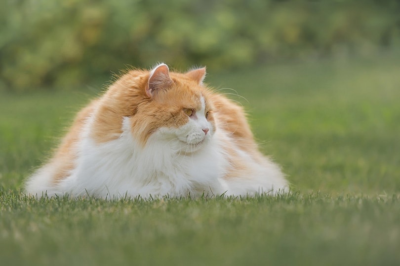 british longhair cat lying on grass field