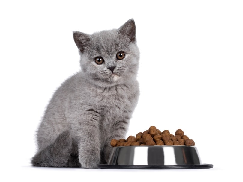 8 Best Kitten Foods in the UK in 2026 - Reviews & Top Picks
