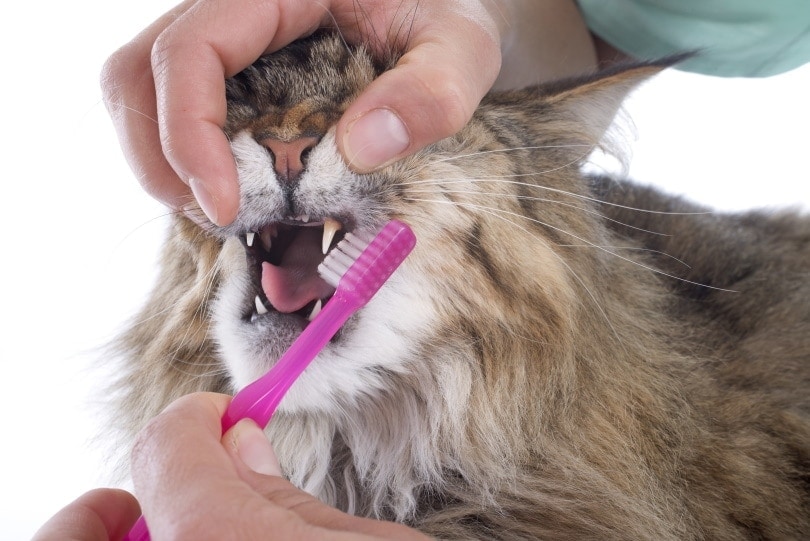 6 Best Cat Toothpaste for Gingivitis and Periodontitis in 2026 - Reviews & Top Picks