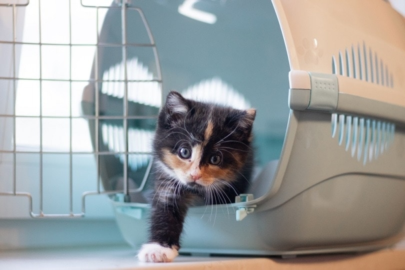 How to Kitten-Proof Your Home: 13 Simple Tips