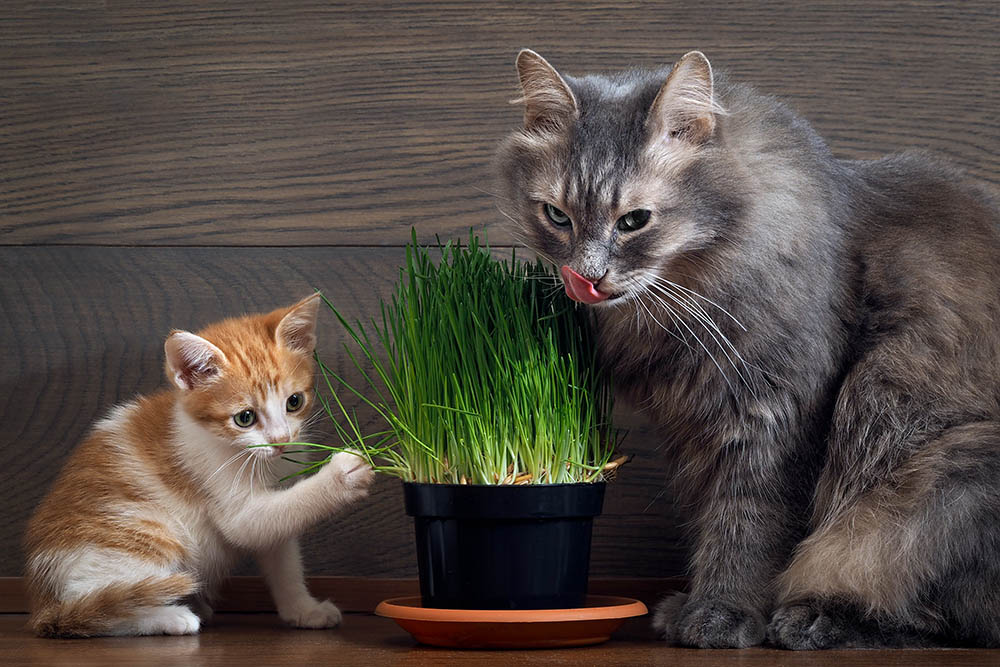 What Is Cat Grass? Vet-Reviewed Benefits & How to Grow It
