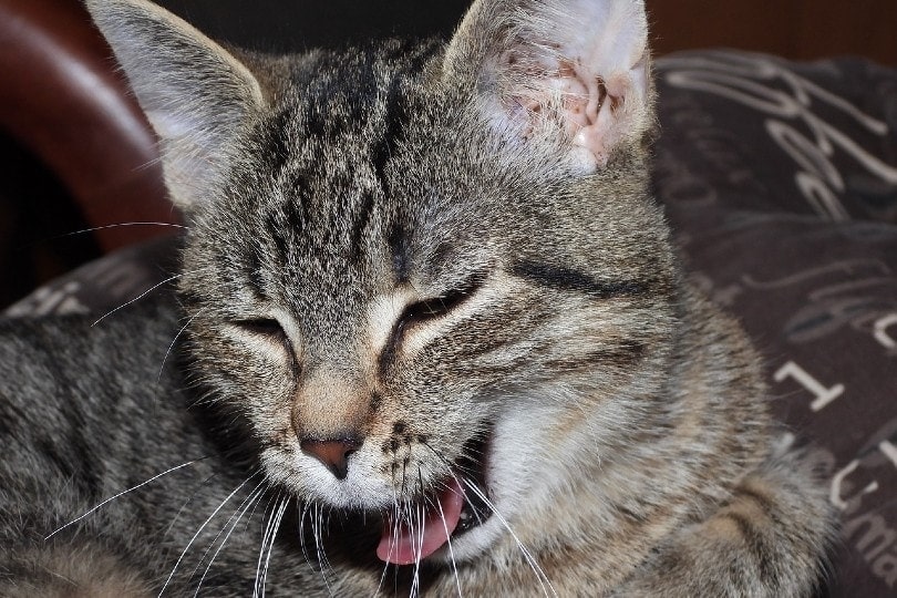 Why is My Cat Dry Heaving? Vet-Approved Reasons & What to Do
