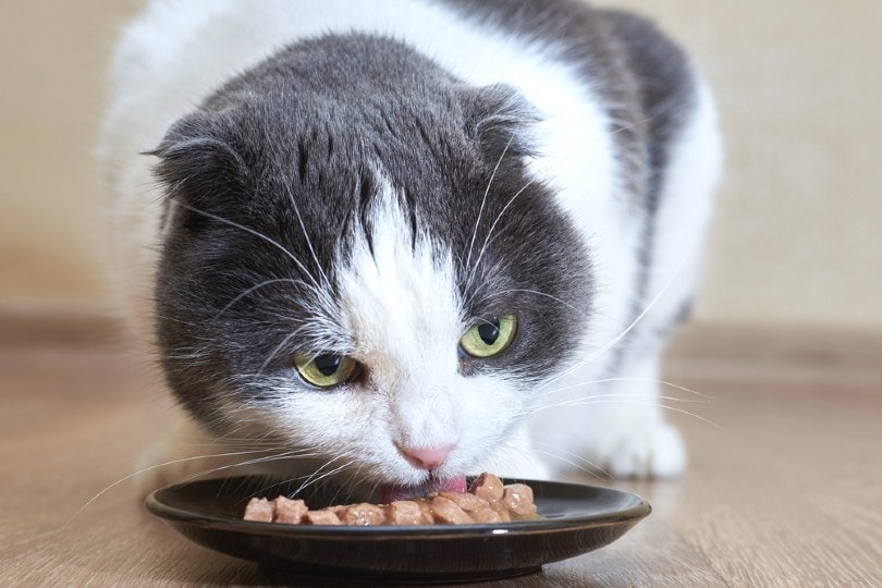 Why is My Cat Always Hungry? Our Vet Explains