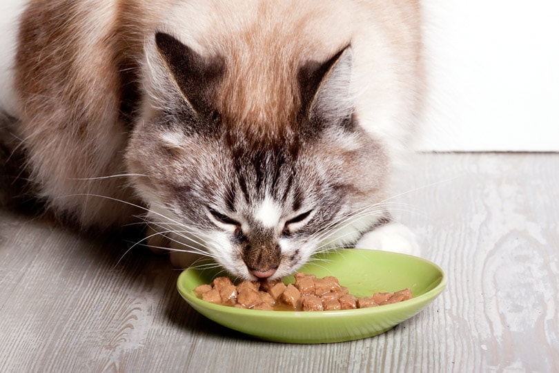 How Much Wet Food Should I Feed My Cat? Vet Recommended Quantity & Frequency