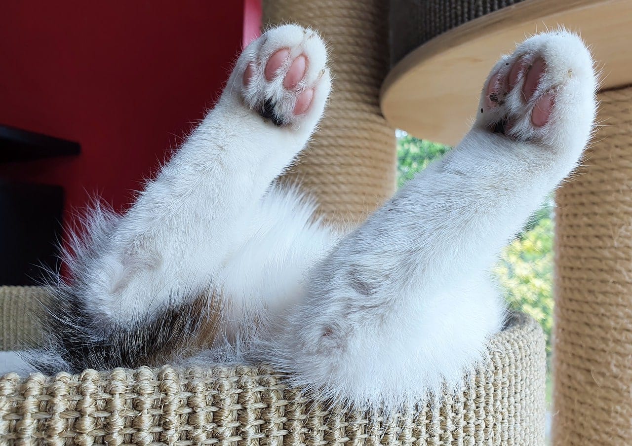 Do Cat Paw Pads Change Color? Vet-Approved Feline Facts