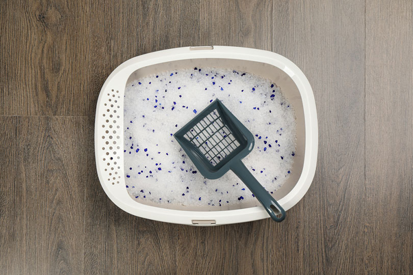 Is Silica Gel Litter Safe for Cats? Vet Reviewed Facts & FAQ