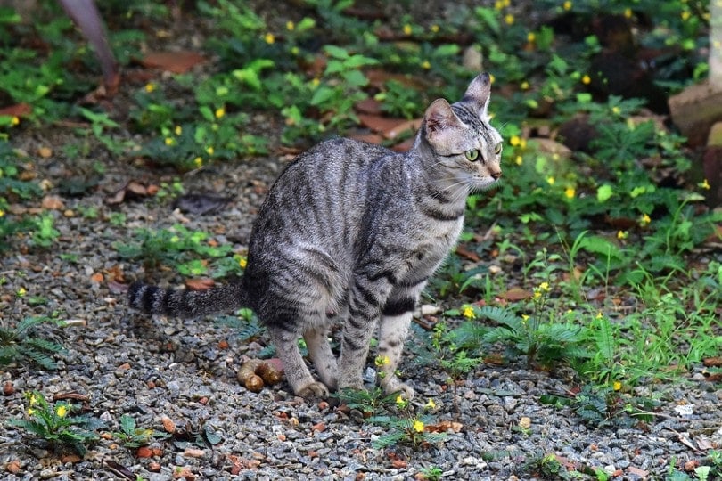 10 Reasons Cats Poop Outside the Litter Box & How To Stop It
