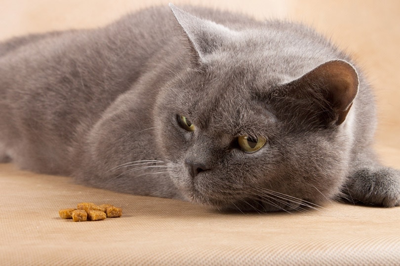 What to Do When Your Cat Won’t Eat (Vet Answer)