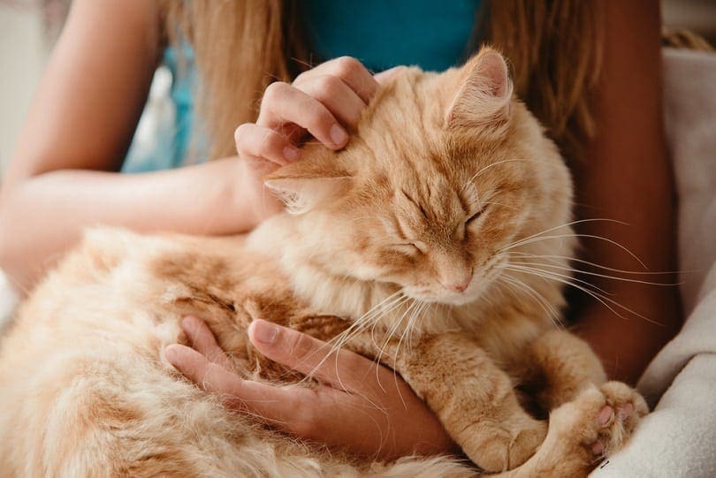 How Do Cats Purr? Exploring Feline Anatomy