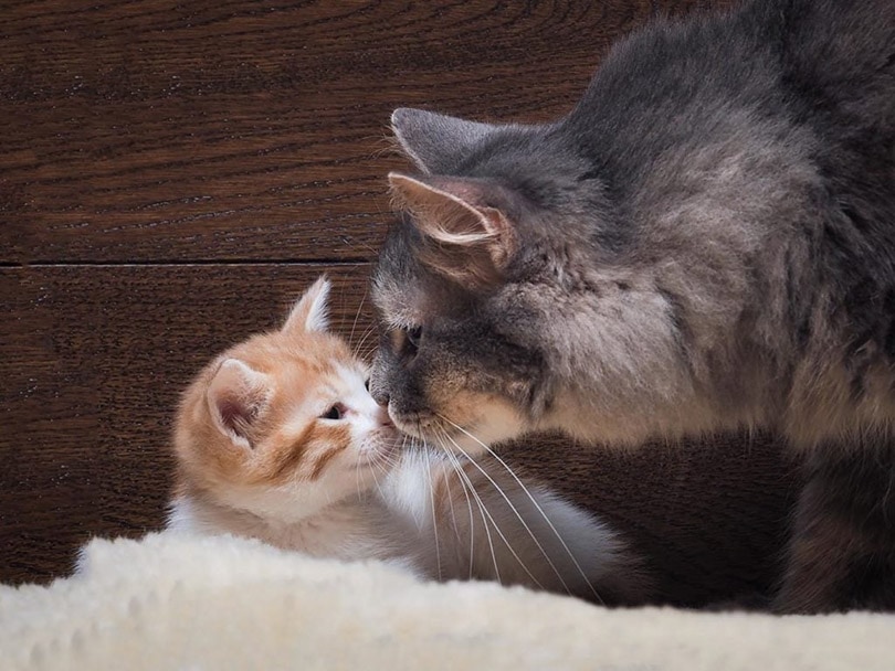 How to Introduce Your Kitten to Your Multi-Cat Home (Step-by-Step Guide)