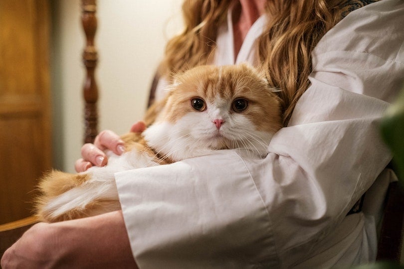 cat snuggling with owner, scottish fold
