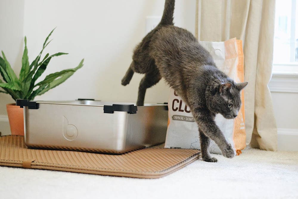 15 DIY Cat Litter Box Ideas You Can Make Today (With Pictures)