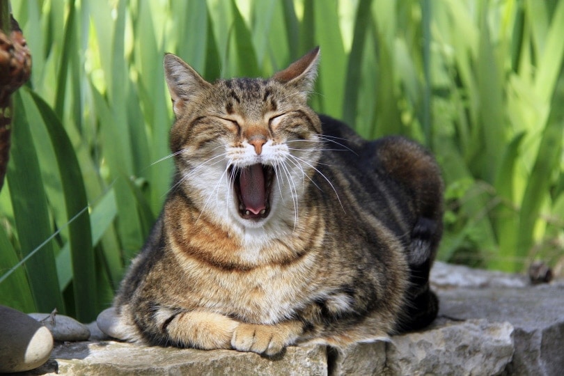 Why Does My Cat Yawn So Much? When to Worry (Vet Answer)