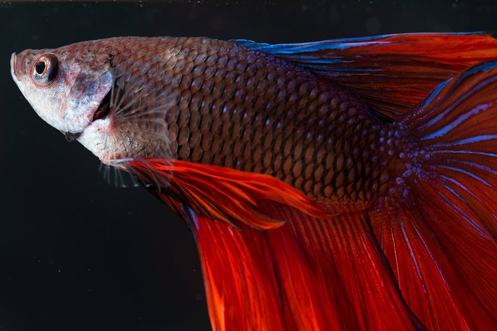 Velvet Disease in Betta Fish: Vet-Reviewed Signs, Treatment & Prevention