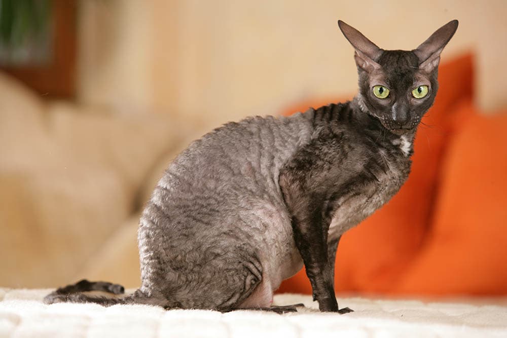 20 Strange & Funny Cat Breeds (With Info & Pictures)