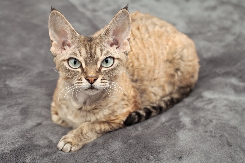 11 Worst Cat Breeds for First-Time Owners (Vet-Verified Info & Pictures)